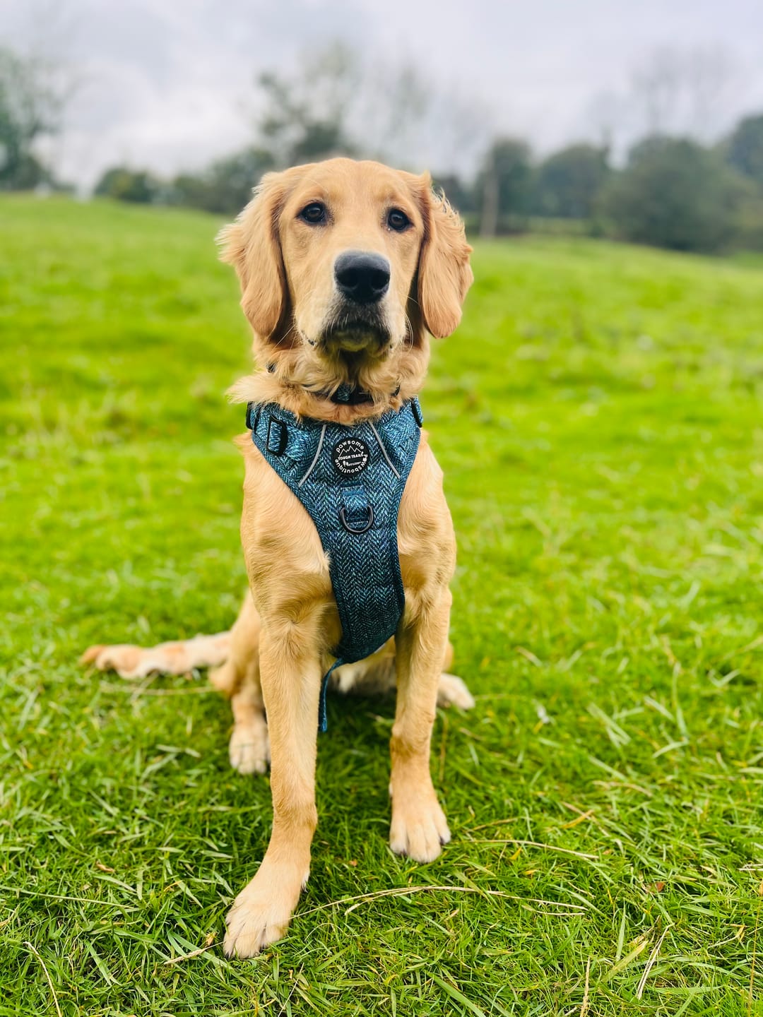 Customer photo review of Tough Trails™ Harness - Country Teal