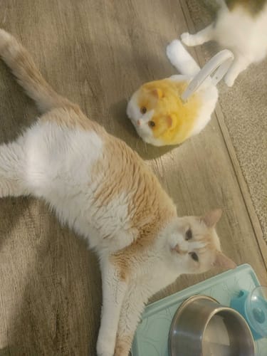 Customer photo review of Fluffy Orange Cat Bag Cat Purse