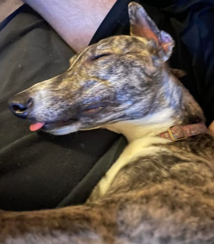 Customer photo review of Shark Tails (Assorted tails & tips)