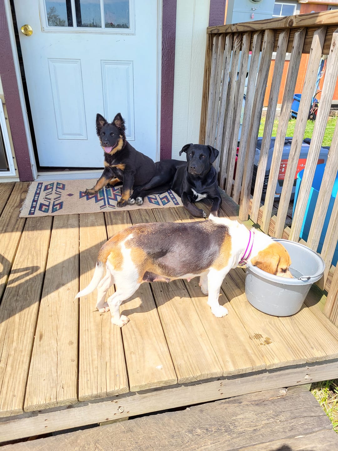Customer photo review of FurLife™ - Flea & Tick Defense Chews