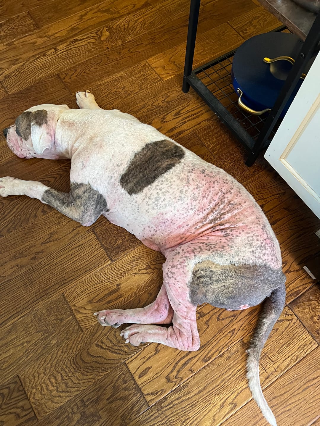 Customer photo review of Dog Mange Treatment - Relief for Demodectic and Sarcoptic Mange (Scabies)