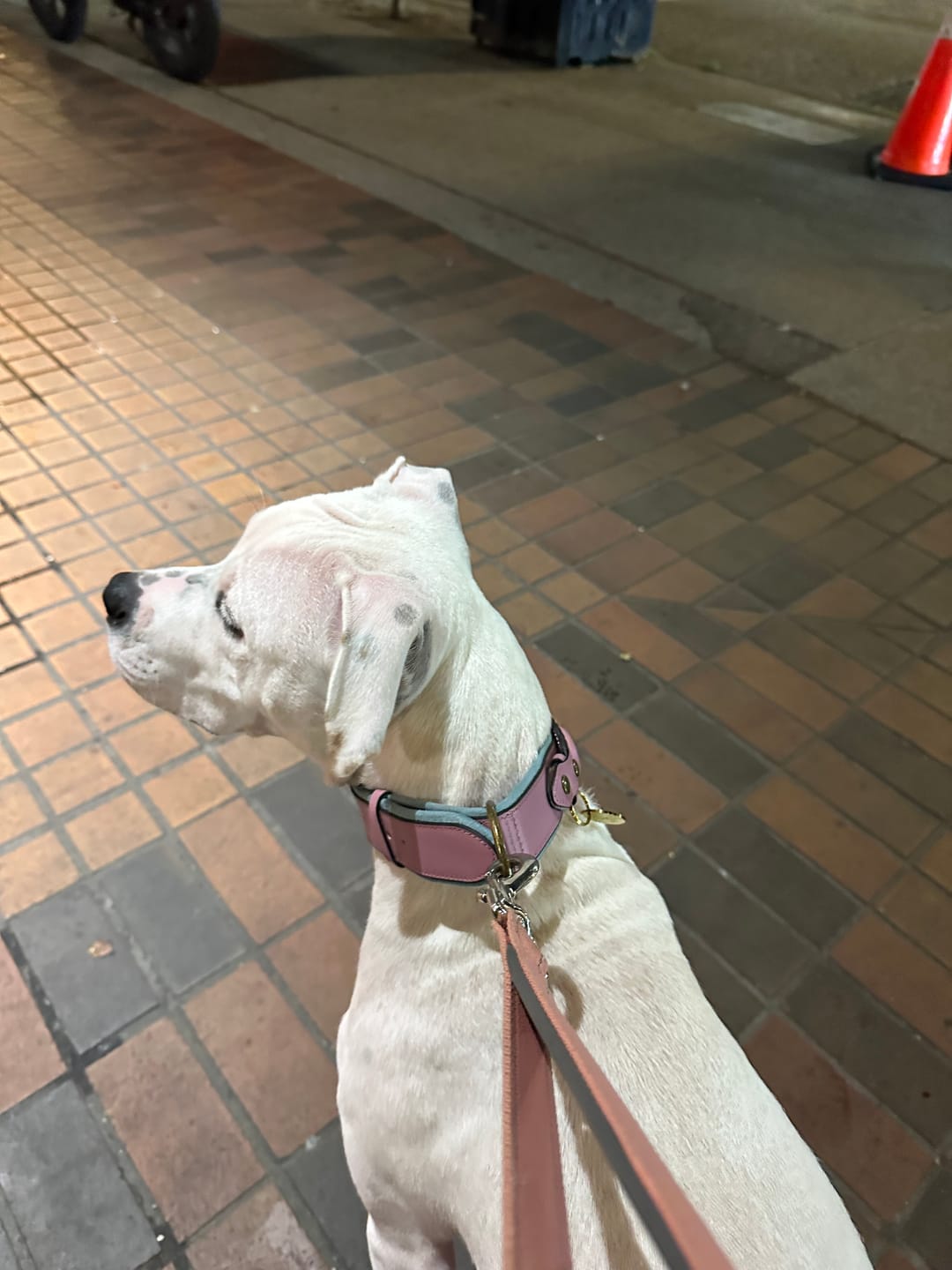 Customer photo review of Keepaws™ Leather AirTag Collar