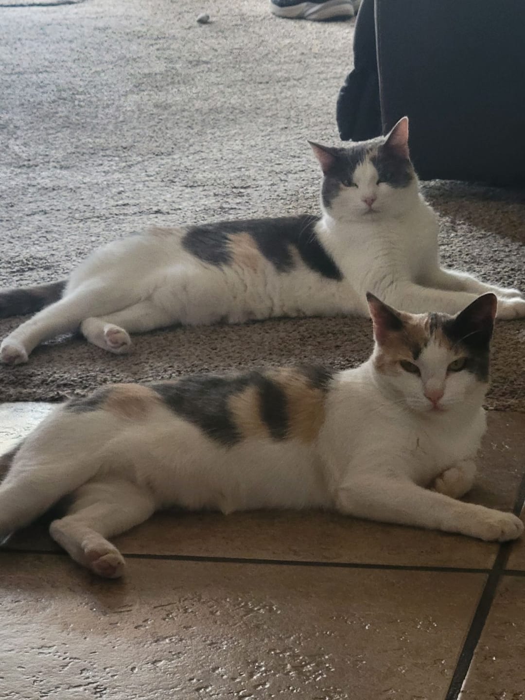 Customer photo review of Cat Hip and Joint Pain Relief - Effective Anti-inflammatory and Arthritis Pain Medicine