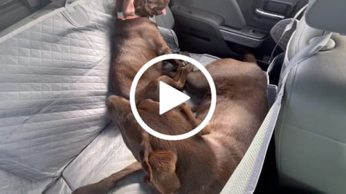 Customer video review of NEW Waterproof Hard Bottom Car & Truck Seat Foldable Hammock Cover With Storage Pockets, Side Flaps, Headrest Straps, Seat Anchors, & Mesh Window (+FREE SAFETY BELT!)