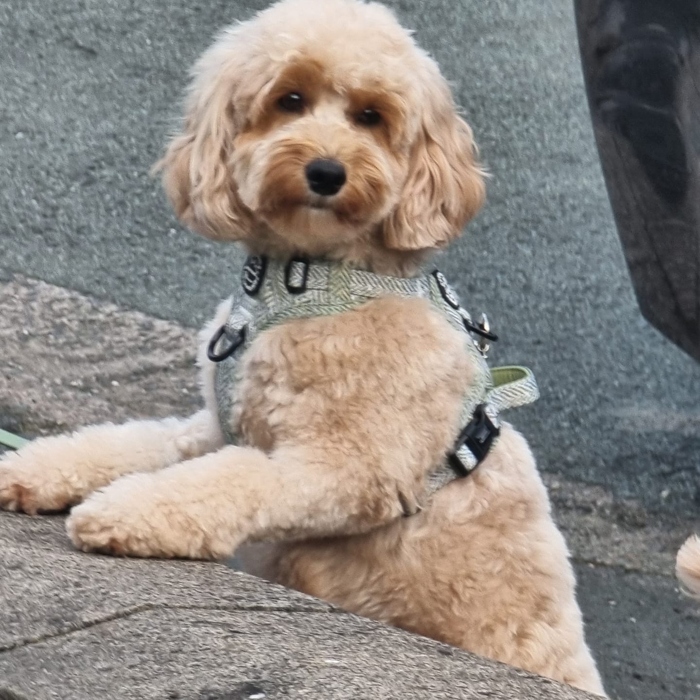 Customer photo review of Tough Trails™ Harness - Country Thyme