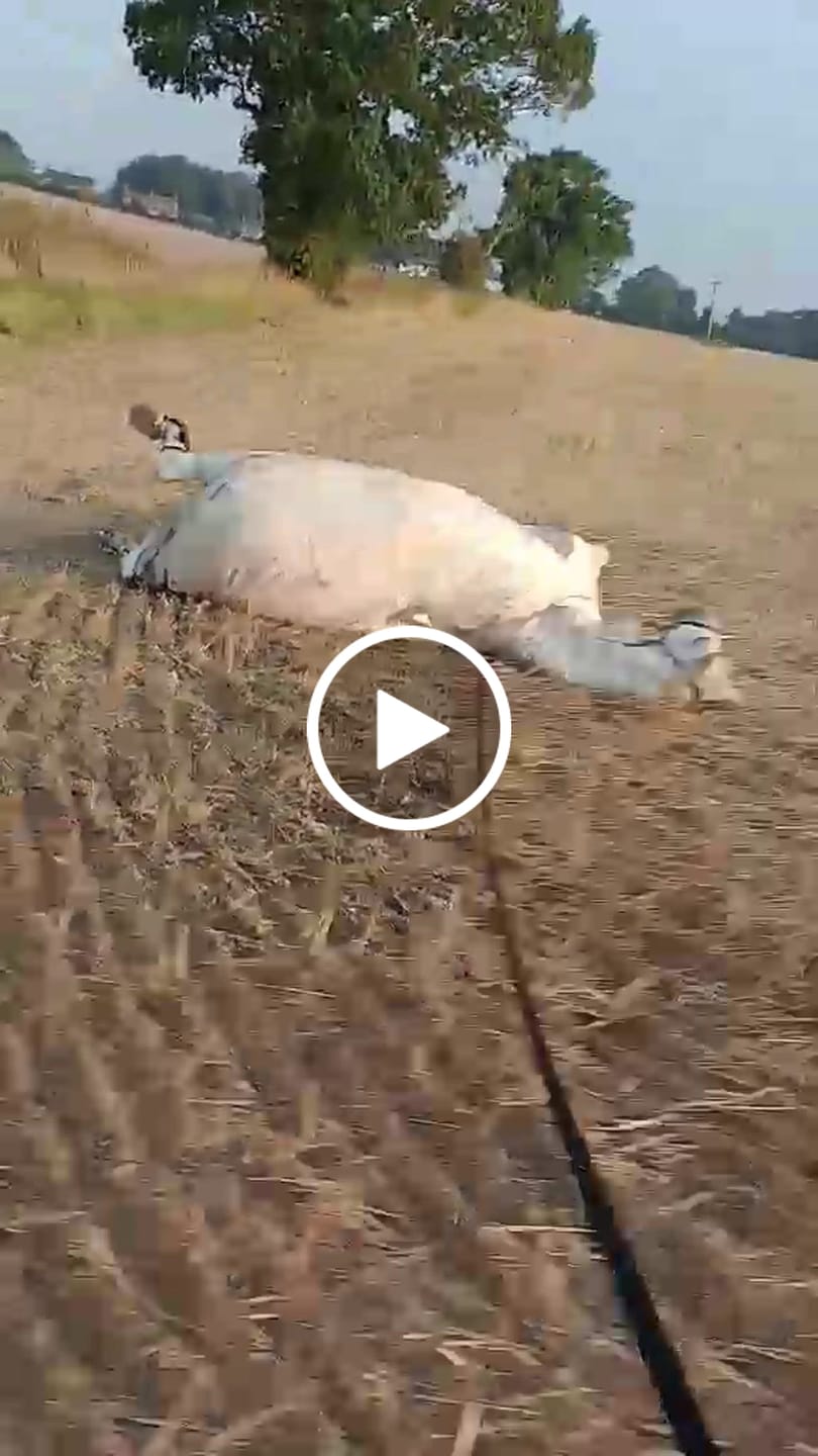 Customer video review of Allrounder Fly Rug Combo | Big Horse