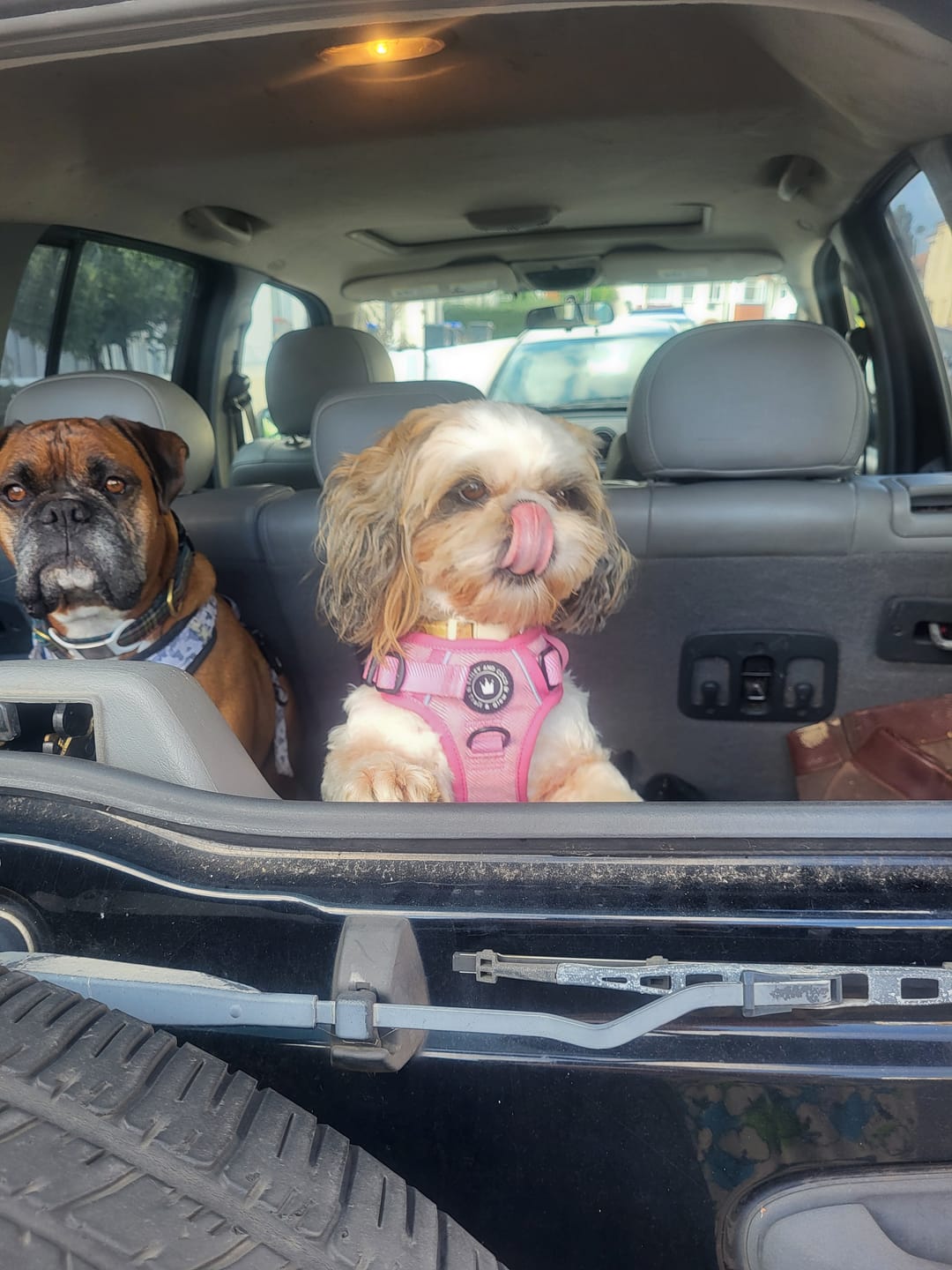 Customer photo review of Bubblegum Pink Tweed Dog Harness - No Pull & Reflective | Trail & Glow®