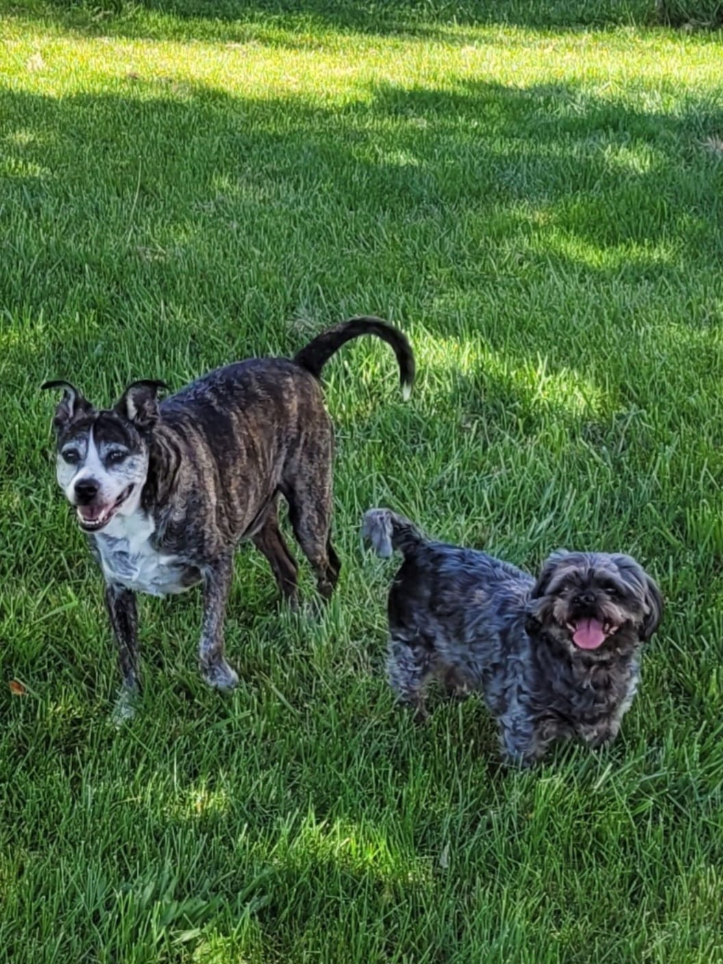 Customer photo review of 6 Inch Beef Jerky Stick