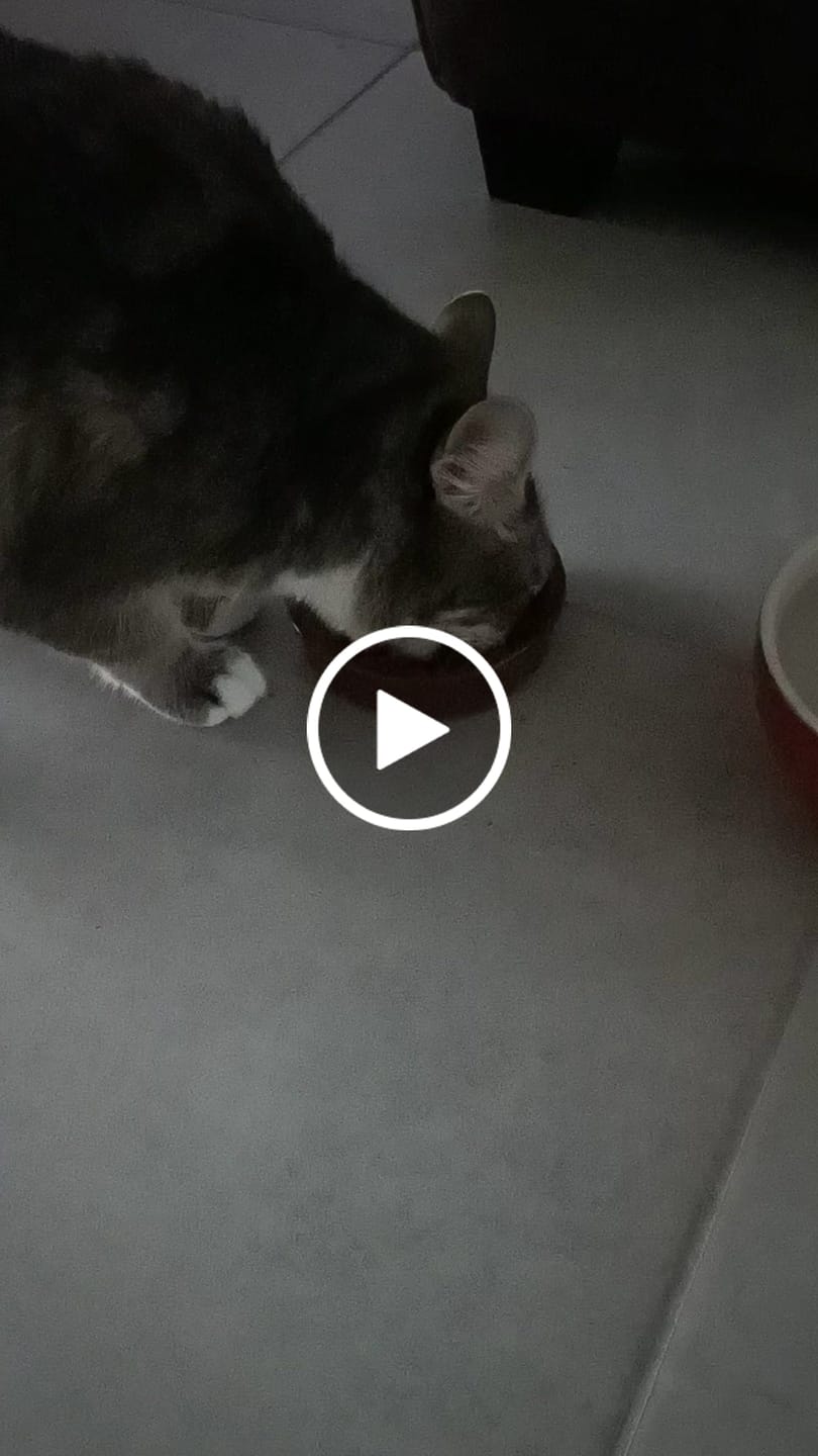 Customer video review of Pâtées riches en volaille & aux courgettes (chat stérilisé et chat adulte)