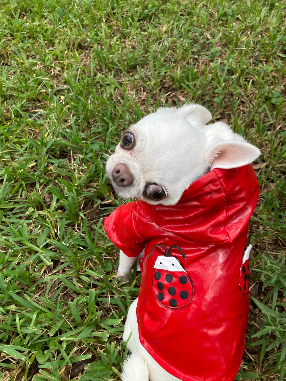 Customer photo review of Ladybug Dog Raincoat