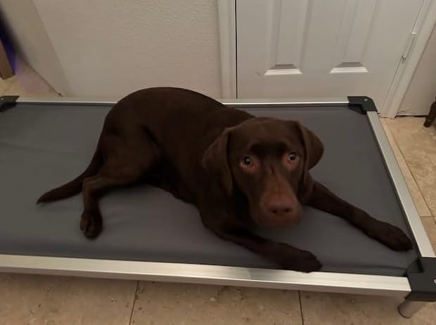 Customer photo review of TitanNest Padded Chew-Proof Elevated Dog Bed for Your Chewer
