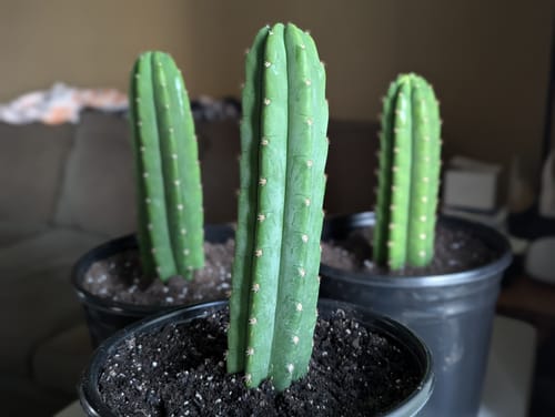Customer photo review of San Pedro Cactus Cuttings | Echinopsis (Trichocereus) pachanoi Cuttings