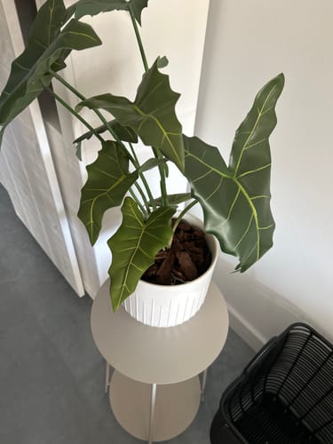 Customer photo review of 10 liter Frans Boomschors