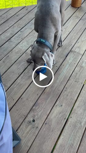 Customer video review of Freezball - Durable Fillable Dog Chew Bone