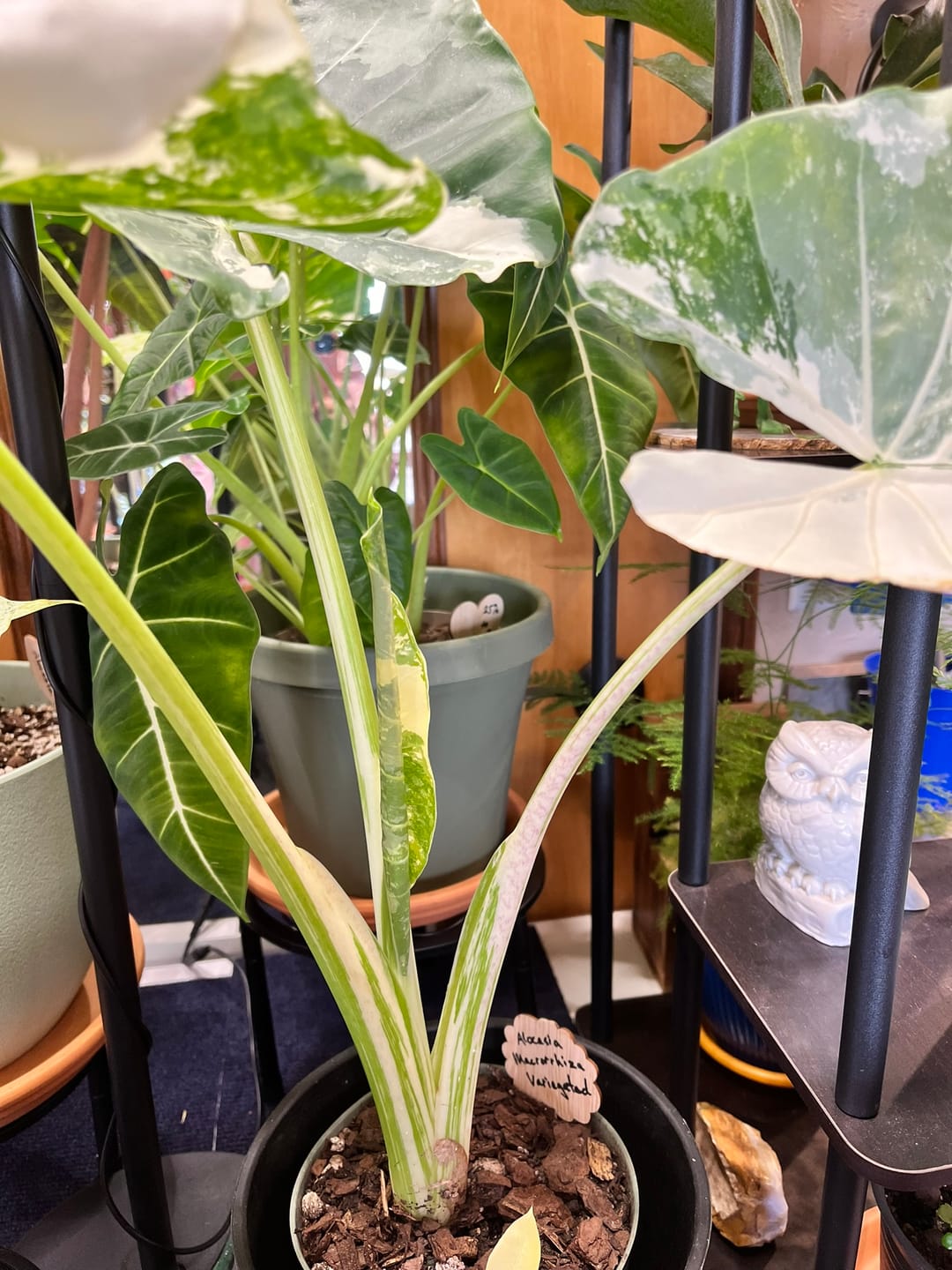 Customer photo review of Alocasia Macrorrhiza Variegata, Collectors Rare And Exotic.