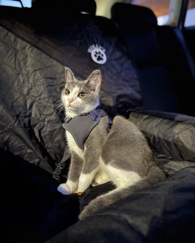 Customer photo review of Car Seat Cover