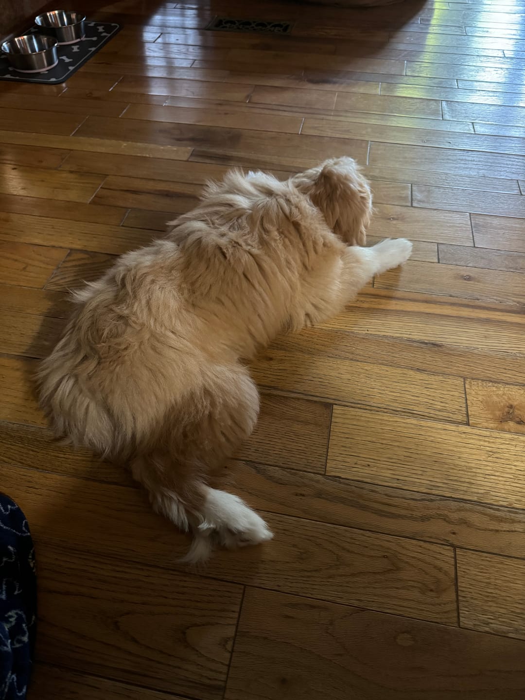 Customer photo review of 6-INCH BRAIDED BULLY STICKS