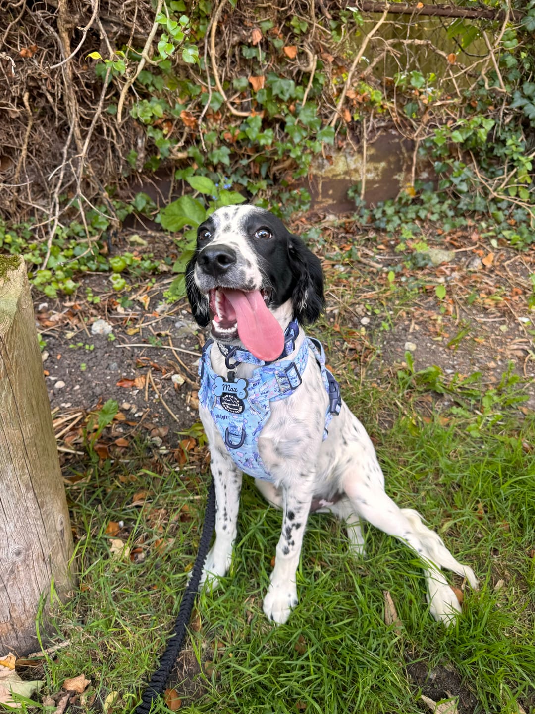 Customer photo review of Disney© Tough Trails™ Harness - Eeyore
