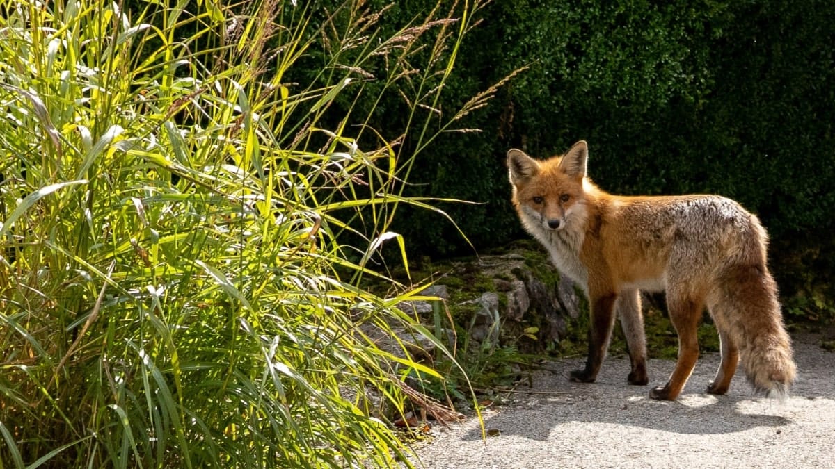 Customer photo review of Camera de surveillance extérieure avec écran - Nature & Chasse®