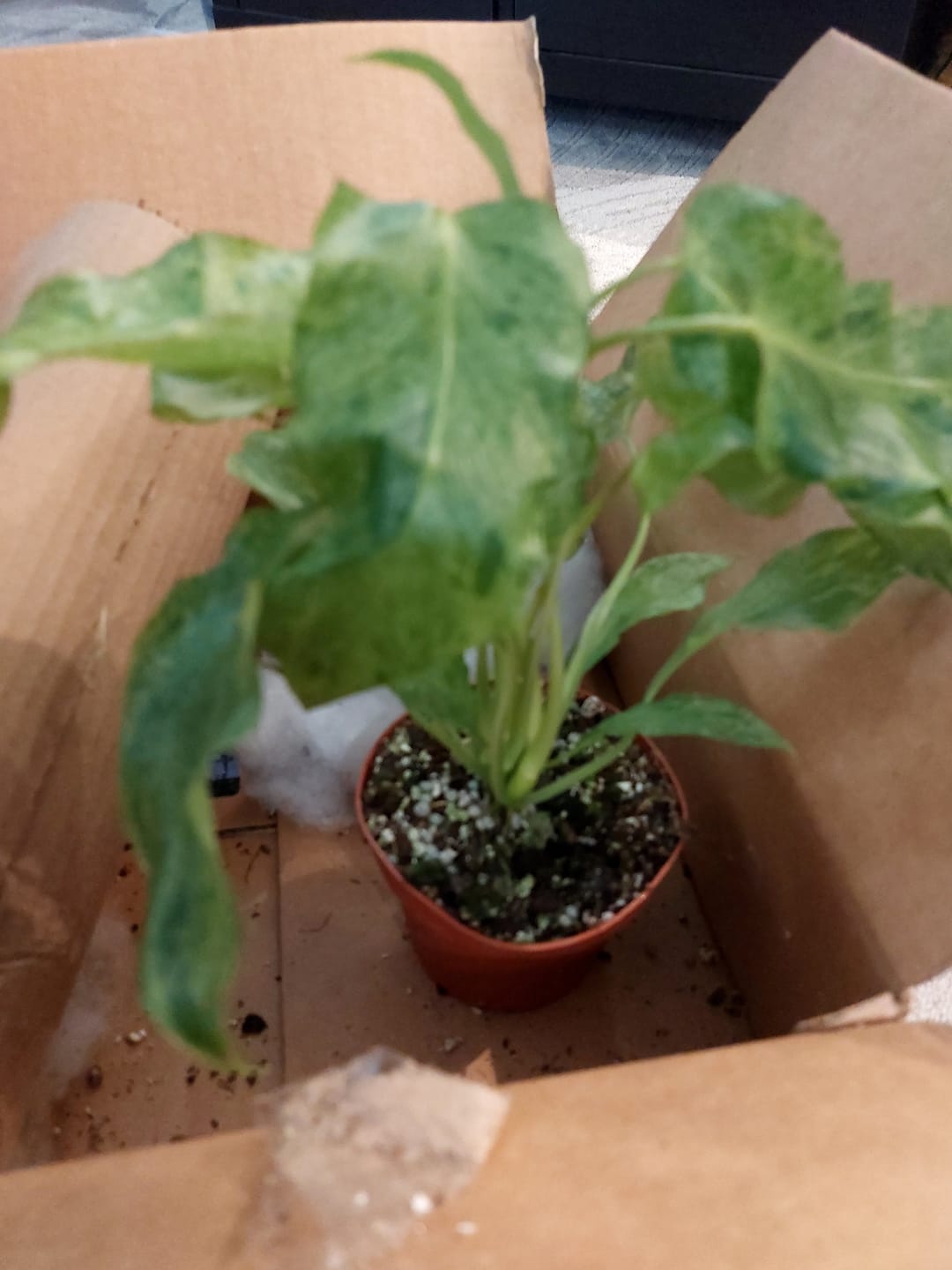 Customer photo review of Philodendron 'Paraiso Verde'