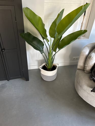 Customer photo review of Strelitzia Kunstplant 140cm