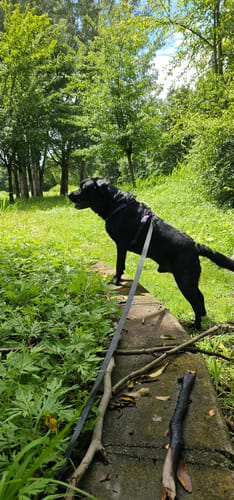 Customer photo review of ProtectionArtro+ 1200mg  Condroprotettore per Cani di taglia Media e Grande (Nuova Formulazione)