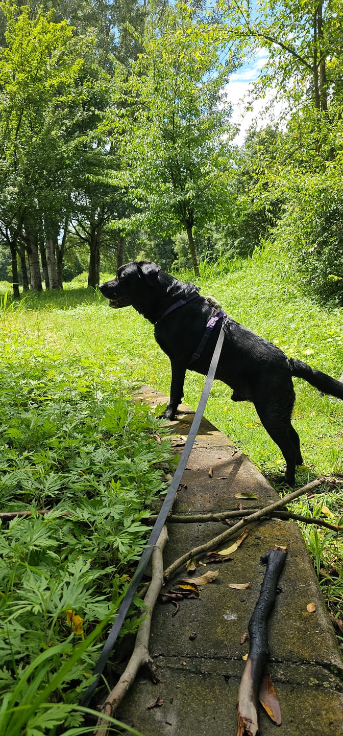 Customer photo review of ProtectionArtro+ 1200mg  Condroprotettore per Cani di taglia Media e Grande (Nuova Formulazione)