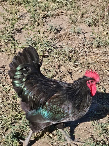 Customer photo review of GrubTerra Dried Black Soldier Fly Larvae