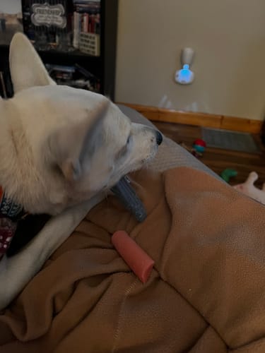 Customer photo review of MIX FLAVORED CHEWS ( A PACK OF 6 STICKS )