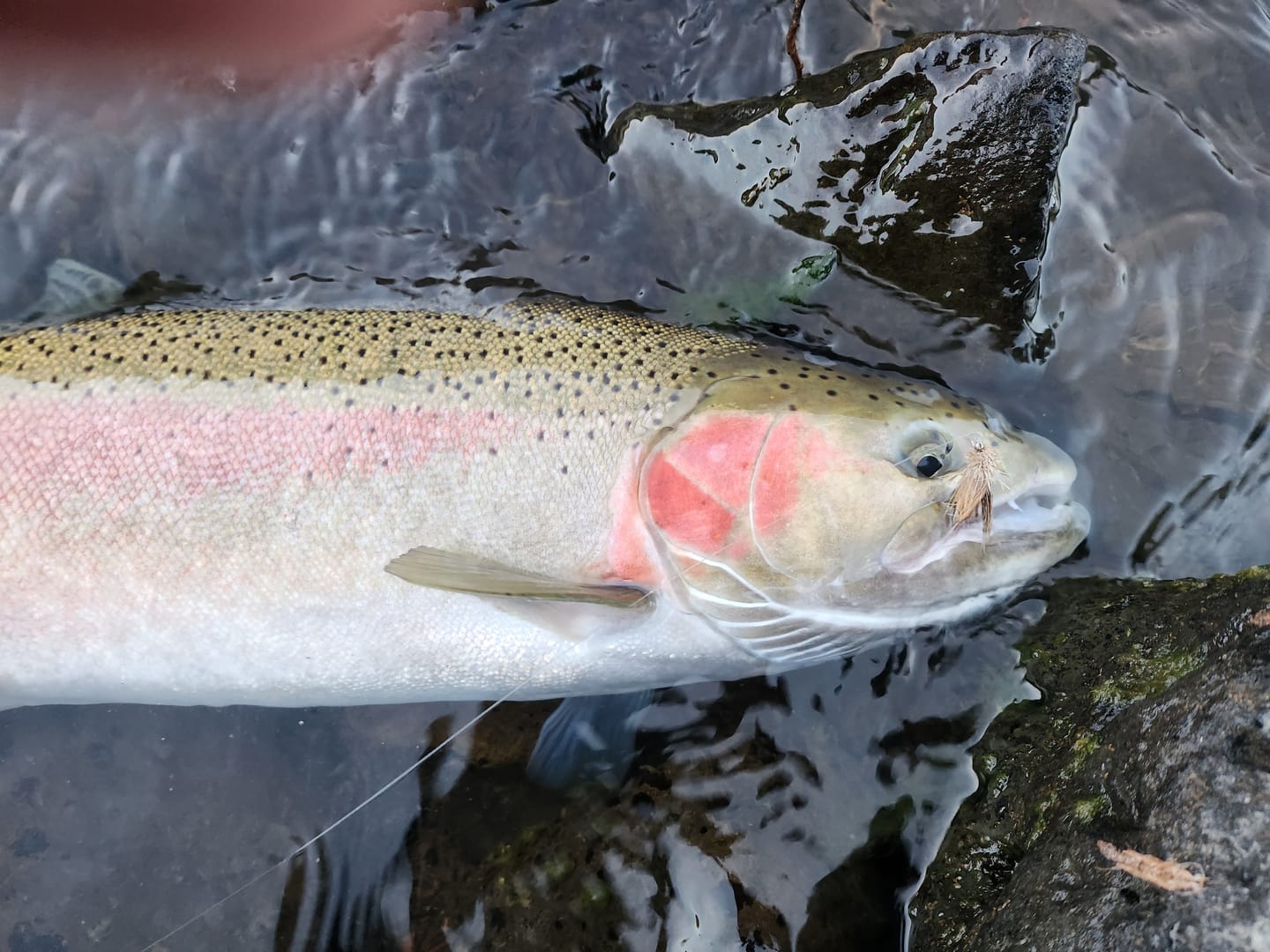 Customer photo review of Muddler Minnow