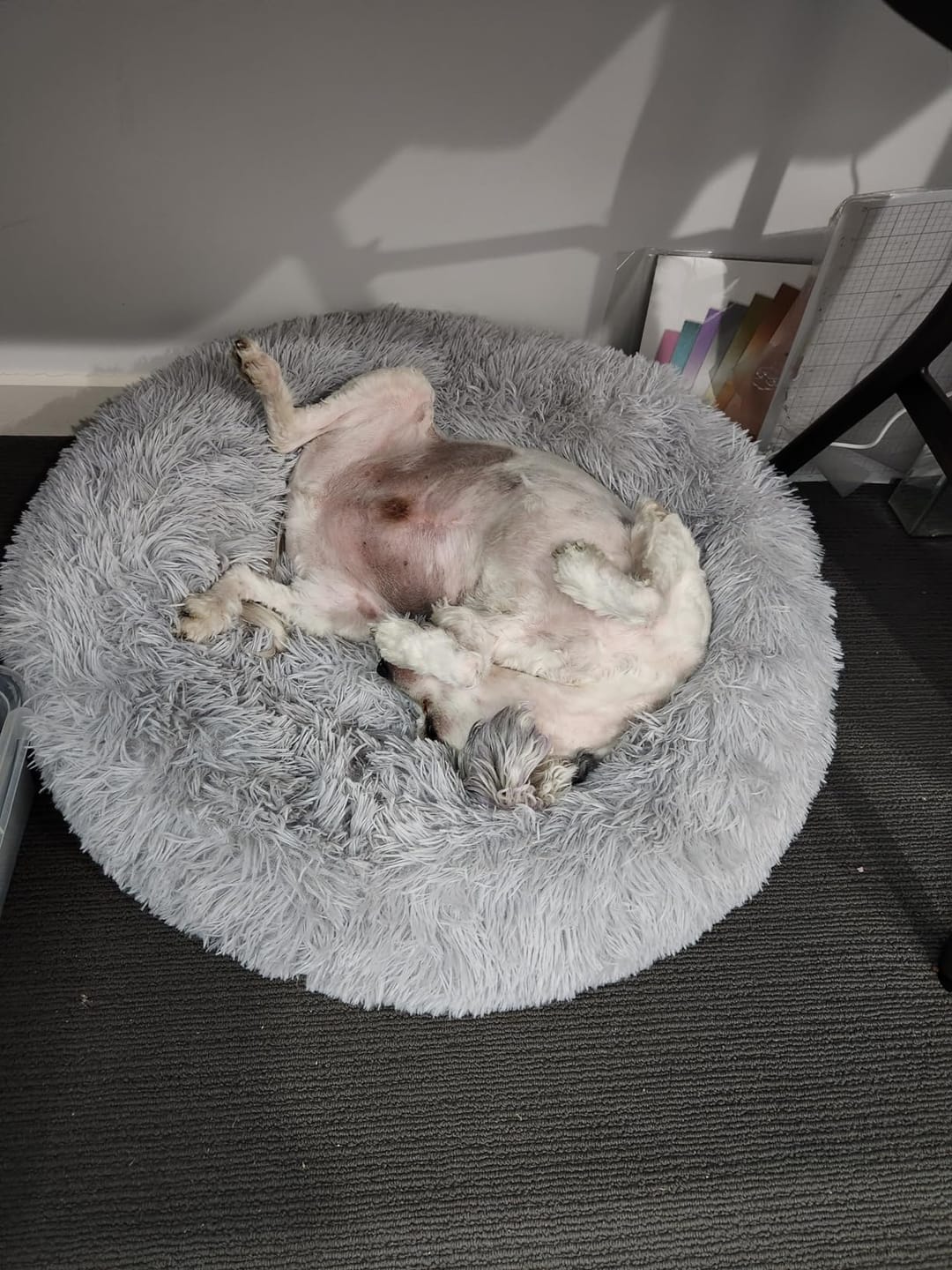 Customer photo review of Mellowpurr Huzurlu Paws Yatağı | Süper Yumuşak