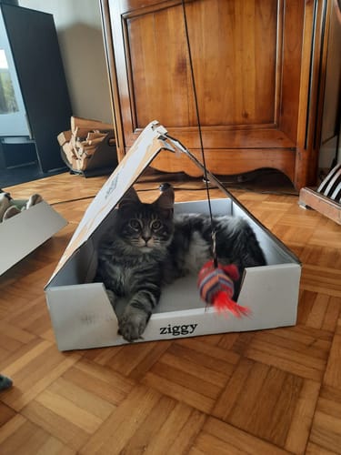 Avis photo d'un client sur Croquettes Chaton Sans Céréales - Poulet & Huile de Saumon
