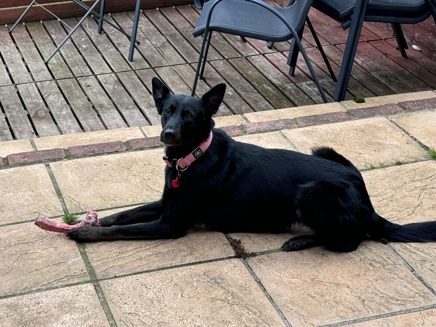 Customer photo review of 4cm Combat® Collar | Rated Clip - NO HANDLE - Pink v2.0