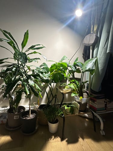 Customer photo review of Pianta Grow Light and Stelo Clip-On Bulb Holder Bundle