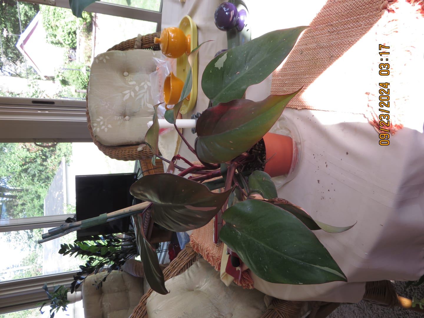 Customer photo review of Philodendron Pink Princess - 4"