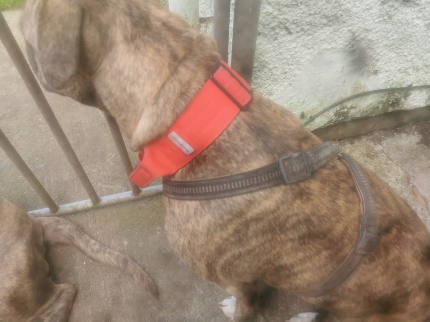 Customer photo review of 5cm Combat® Collar | With Handle & Rated Clip - Red v2.0