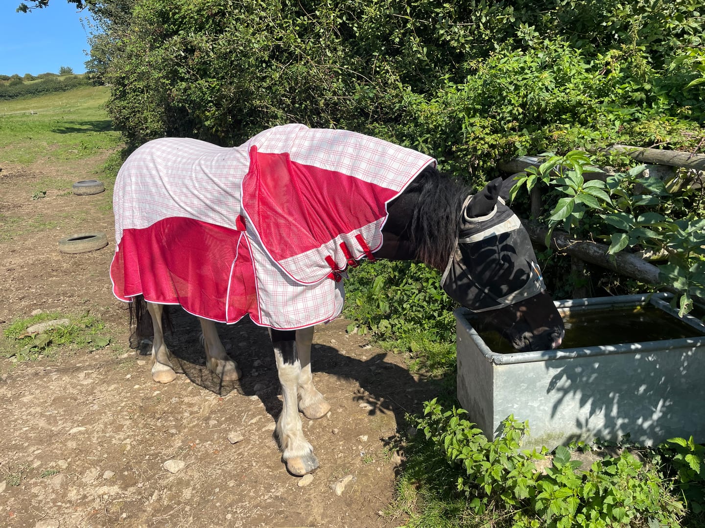 Customer photo review of Allrounder Fly Rug Combo | Big Horse