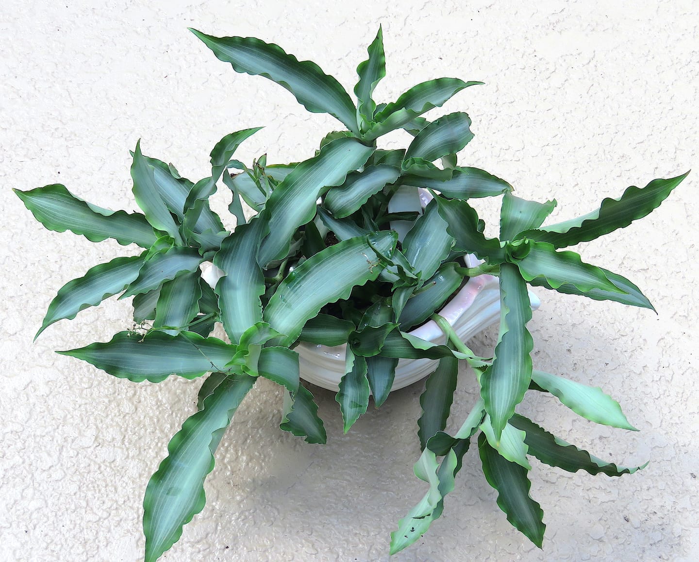 Customer photo review of Murdannia loriformis 'Bright Star'