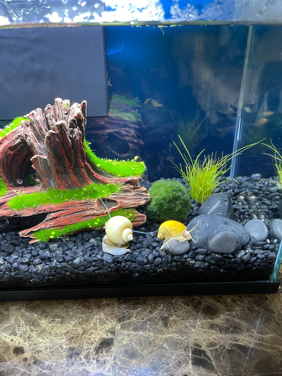 Customer photo review of Ivory Mystery Snail