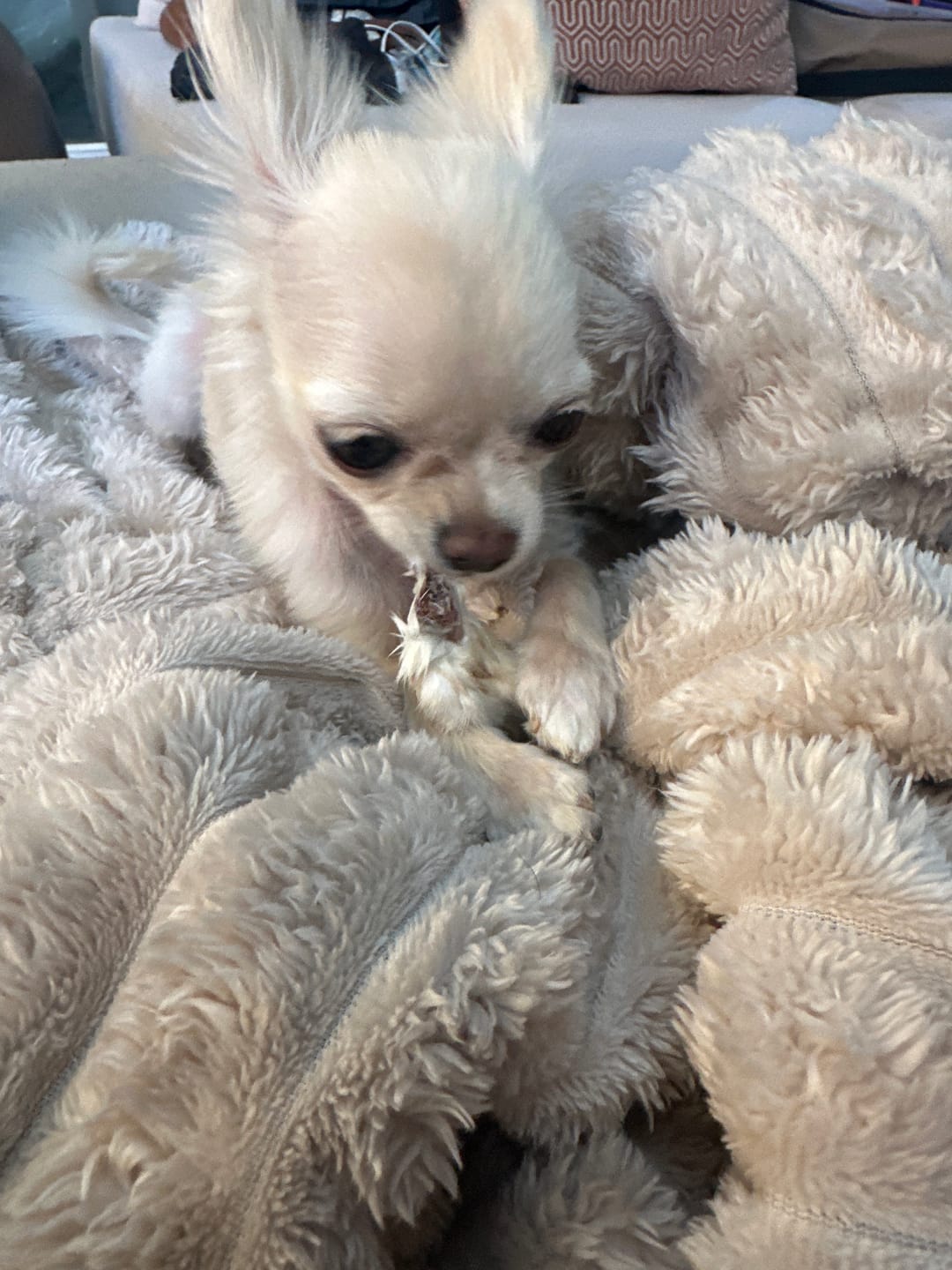 Customer photo review of Mini Rabbit Feet