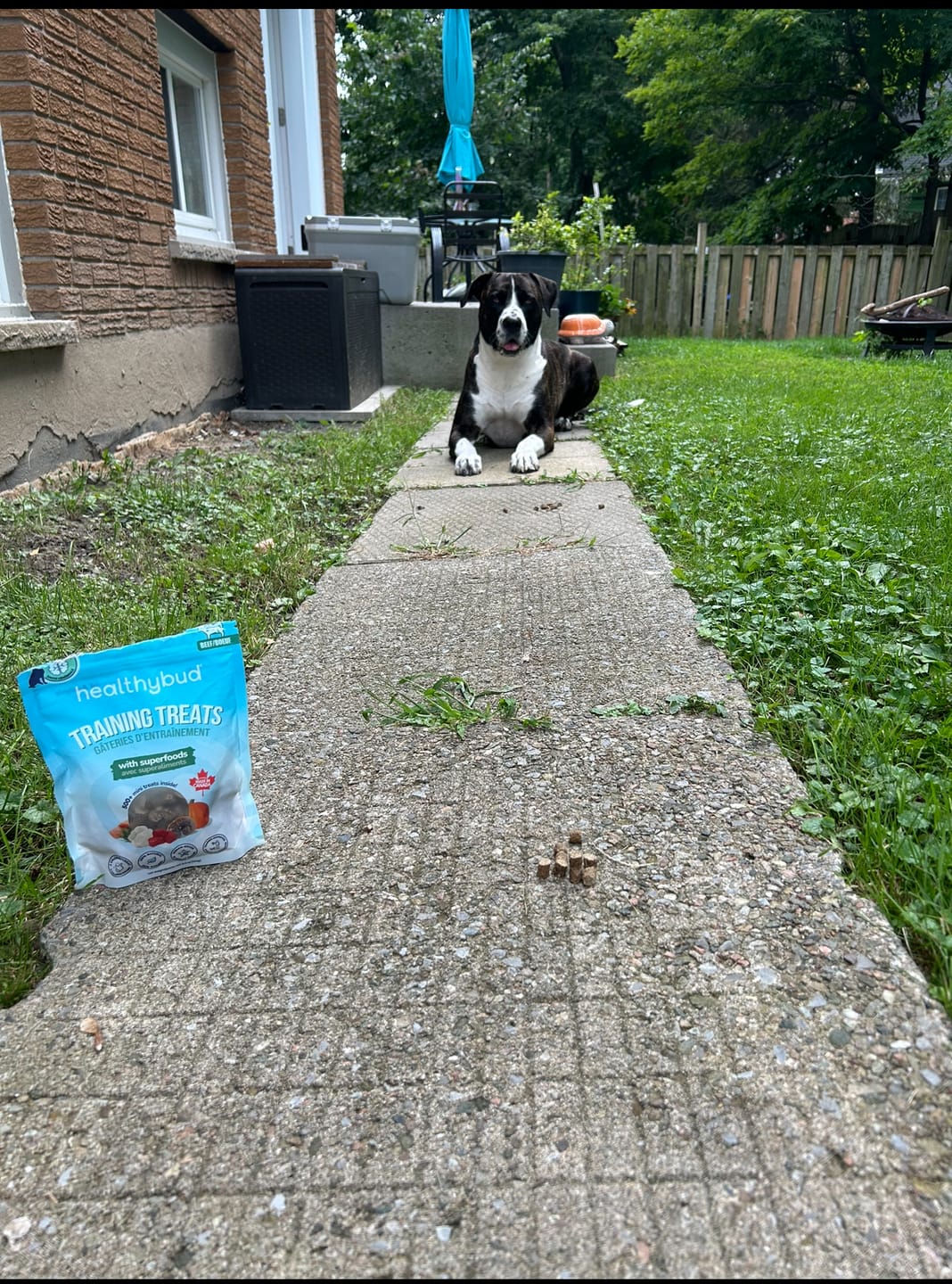 Customer photo review of Beef Mini Training Treats