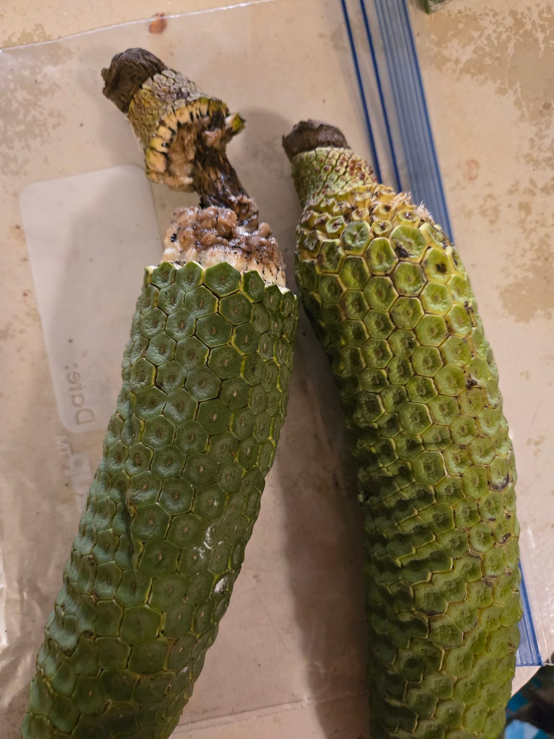 Customer photo review of Monstera Deliciosa *Pre-Order*