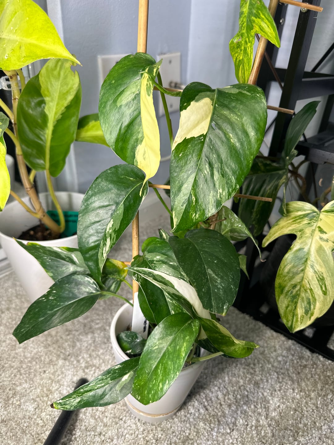 Customer photo review of Pothos Epipremnum pinnatum albo variegata