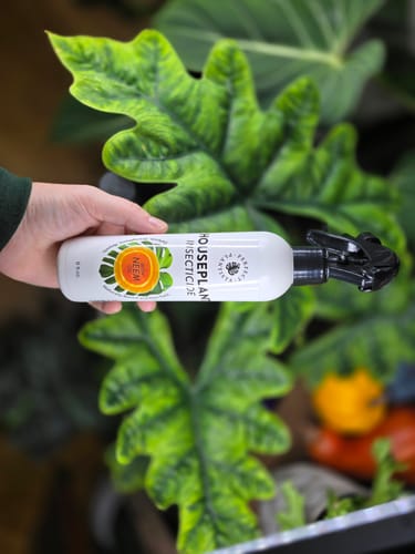 Customer photo review of Houseplant Pest Spray Concentrate