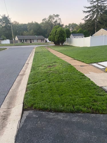 Customer photo review of GCI Turf Cool Blue Grass Seed