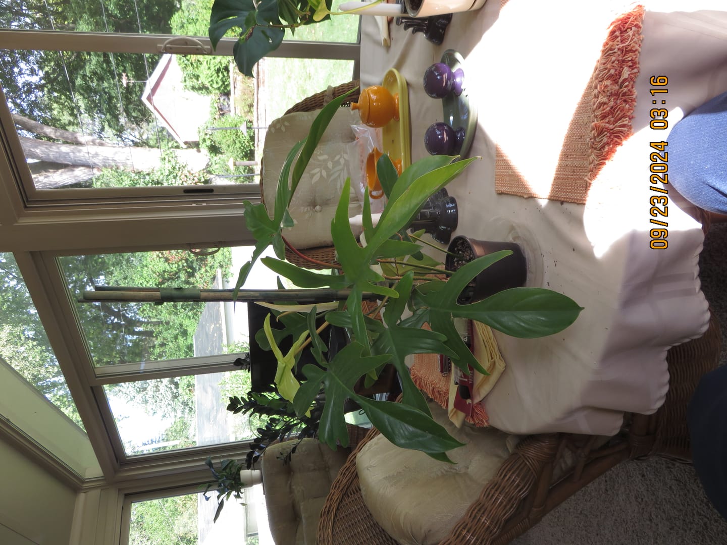 Customer photo review of Philodendron 'Florida Ghost'