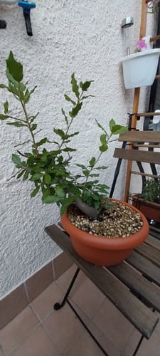 Customer photo review of SUBSTRATO PROFESSIONALE PER CADUCIFOGLIE E LATIFOGLIE CB®