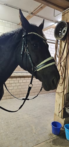 Customer photo review of Harmony Bridle - gebisslose Zäumung Sidepull oder Crossbridle