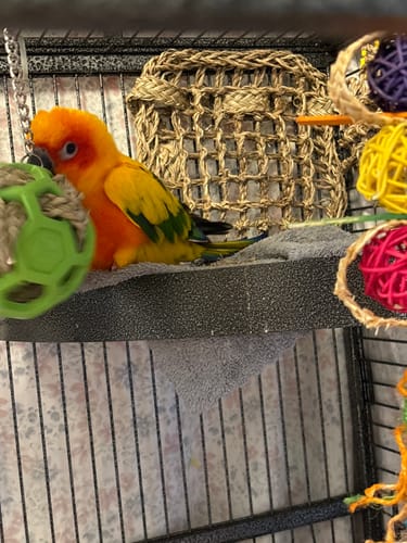 Customer photo review of 1766 Seagrass Mat 7X7