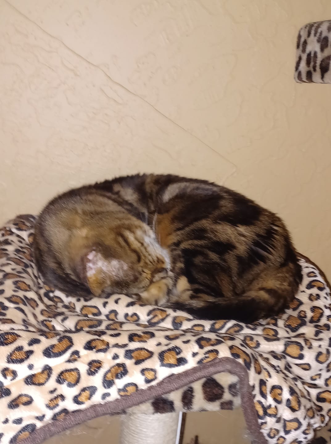 Customer photo review of Natural Cat UTI & Kidney Remedy - Reduces Infections and Supports Optimal Bladder Function